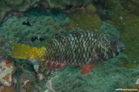 Image result for Sparisoma rubripinne