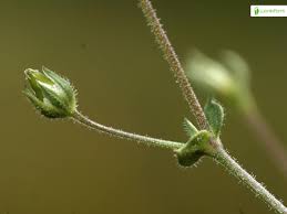 Attēlu rezultāti vaicājumam “Arenaria procera leaf”