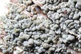 Attēlu rezultāti vaicājumam “Petractis sp.”