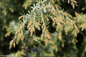Attēlu rezultāti vaicājumam “Juniperus communis leaf”