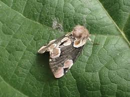 Attēlu rezultāti vaicājumam “Thyatira batis”