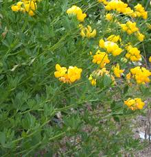Attēlu rezultāti vaicājumam “Lotus corniculatus”