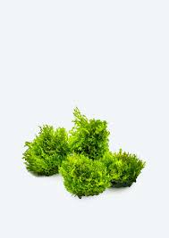 Attēlu rezultāti vaicājumam “Riccardia incurvata”