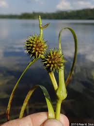 Attēlu rezultāti vaicājumam “Sparganium erectum aggr. leaf”