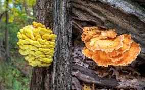 Attēlu rezultāti vaicājumam “Laetiporus sulphureus”