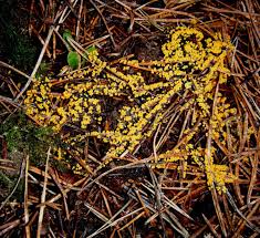 Attēlu rezultāti vaicājumam “Leocarpus fragilis spores”