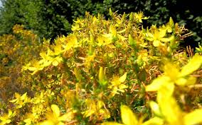 Image result for Johanniskraut