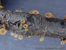 Attēlu rezultāti vaicājumam “Rutstroemia firma”