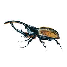 Attēlu rezultāti vaicājumam “Coleoptera”