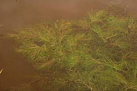 Attēlu rezultāti vaicājumam “Stuckenia pectinata”