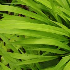 Attēlu rezultāti vaicājumam “Brachypodium sylvaticum leaf”