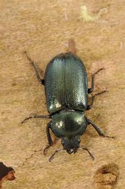 Attēlu rezultāti vaicājumam “Platycerus caraboides”