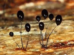 Attēlu rezultāti vaicājumam “Comatricha sp.”