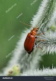 Attēlu rezultāti vaicājumam “Alticinae”