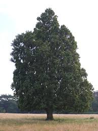 Attēlu rezultāti vaicājumam “Quercus robur”