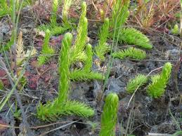 Attēlu rezultāti vaicājumam “Lycopodiella inundata”