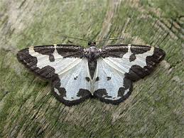 Attēlu rezultāti vaicājumam “Lomaspilis marginata”