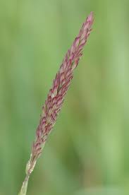 Attēlu rezultāti vaicājumam “Holcus mollis”