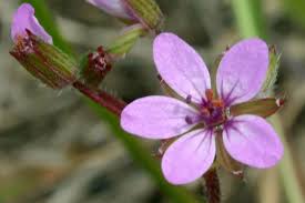 Attēlu rezultāti vaicājumam “Erodium cicutarium flower”
