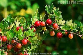 Attēlu rezultāti vaicājumam “Ribes uva-crispa fruit”