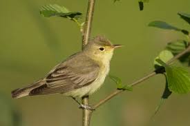 Attēlu rezultāti vaicājumam “Hippolais icterina”