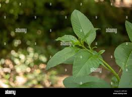 Attēlu rezultāti vaicājumam “Populus laurifolia”