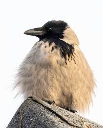 Attēlu rezultāti vaicājumam “Drepanepteryx phalaenoides”