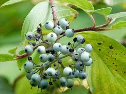 Attēlu rezultāti vaicājumam “Cornus sericea fruit”