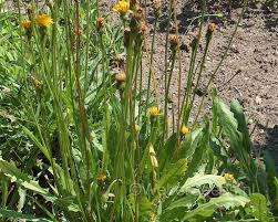 Attēlu rezultāti vaicājumam “Leontodon hispidus leaf”