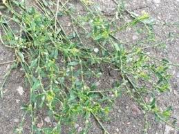 Attēlu rezultāti vaicājumam “Polygonum arenastrum leaf”