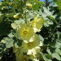 Image result for Alcea rugosa