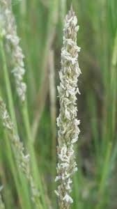 Attēlu rezultāti vaicājumam “Schistidium robustum sporophyte”