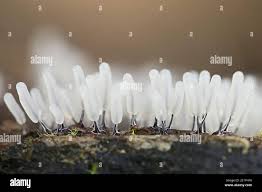 Attēlu rezultāti vaicājumam “Stemonitopsis typhina”