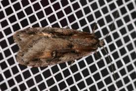 Attēlu rezultāti vaicājumam “Semioscopis oculella”