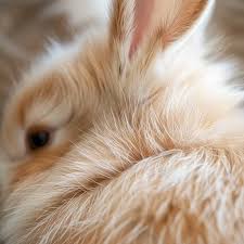 Image result for white rabbit skin texture