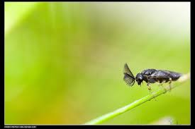 Attēlu rezultāti vaicājumam “Diprionidae”