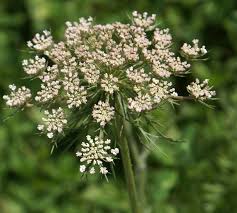 Attēlu rezultāti vaicājumam “Daucus carota subsp. carota”