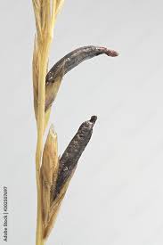 Attēlu rezultāti vaicājumam “Claviceps purpurea”