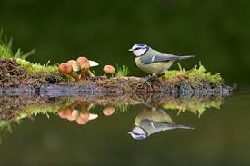 Attēlu rezultāti vaicājumam “Cyanistes caeruleus adult”