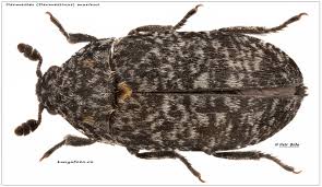 Attēlu rezultāti vaicājumam “Dermestes murinus”