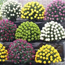 Image result for Dahlia x pinnata `Pompon Lilliput`