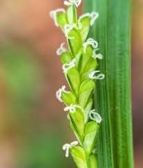 Attēlu rezultāti vaicājumam “Carex dioica male flower”
