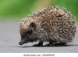 Attēlu rezultāti vaicājumam “Erinaceus roumanicus”