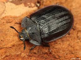 Attēlu rezultāti vaicājumam “Peltis grossa”