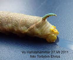 Attēlu rezultāti vaicājumam “Hemaris fuciformis”