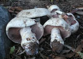 Attēlu rezultāti vaicājumam “Agaricus”