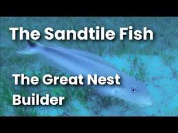 Image result for Malacanthus plumieri