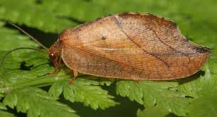 Attēlu rezultāti vaicājumam “Hemerobius perelegans”