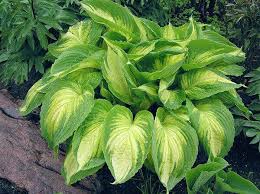 Image result for Hosta Warpaint