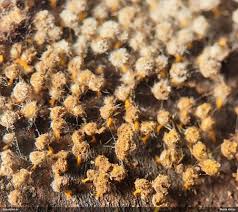 Attēlu rezultāti vaicājumam “Diachea muscorum macro”